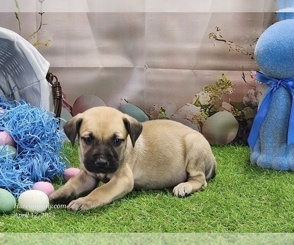 Medium Photo #15 Catahoula Leopard Dog Puppy For Sale in CUMBY, TX, USA