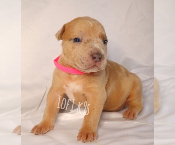 Medium Photo #34 American Bully Puppy For Sale in PALMDALE, CA, USA