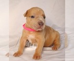 Small Photo #34 American Bully Puppy For Sale in PALMDALE, CA, USA
