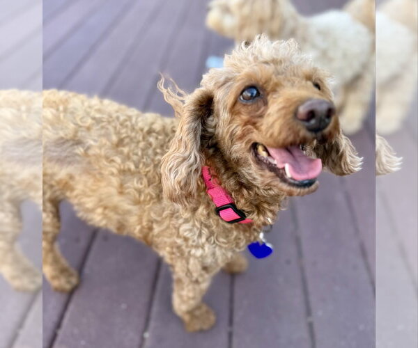Medium Photo #16 Poodle (Miniature) Puppy For Sale in Staten Island, NY, USA