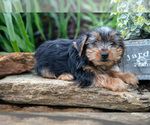 Puppy Shaggy Yorkshire Terrier