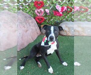 American Pit Bull Terrier Dogs for adoption in Oklahoma City, OK, USA