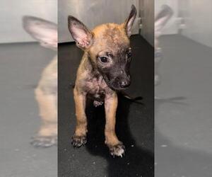 Mutt Dogs for adoption in San Antonio, TX, USA