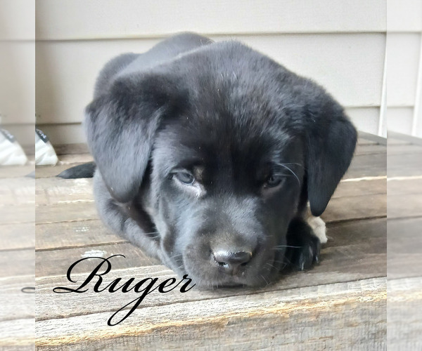 Medium Photo #1 Labrador Retriever Puppy For Sale in APPLE CREEK, OH, USA