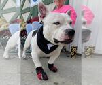 Small #10 Bulldog-Staffordshire Bull Terrier Mix