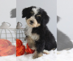 Bernedoodle (Miniature) Puppy for sale in ITASCA, TX, USA