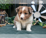 Small #2 Shel-Aussie