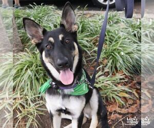 Eazy - Female German Shepherd Dog-Unknown Mix Dog for Adoption - Photo #6