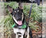 Small Photo #6 German Shepherd Dog-Unknown Mix Puppy For Sale in Washington, DC, USA