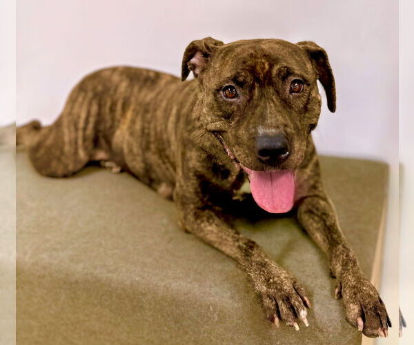 Medium Photo #5 American Pit Bull Terrier-Labrador Retriever Mix Puppy For Sale in Marina Del Rey, CA, USA