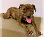 Small #4 American Pit Bull Terrier-Labrador Retriever Mix