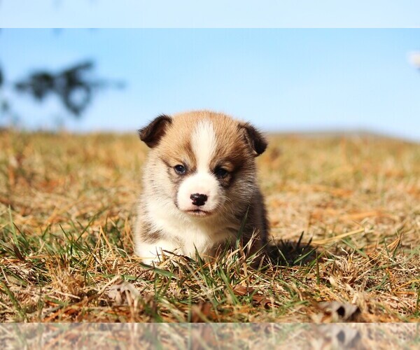 Medium Photo #9 Pembroke Welsh Corgi Puppy For Sale in FORT MADISON, IA, USA