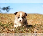 Small #8 Pembroke Welsh Corgi