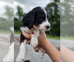 Puppy Red Poodle (Standard)-Rhodesian Ridgeback Mix