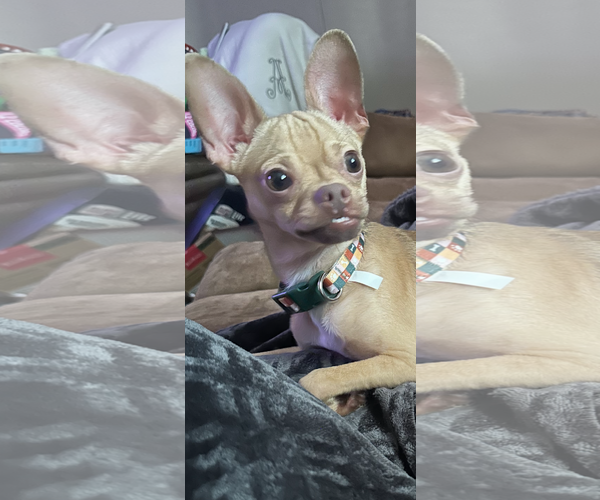 Medium Photo #1 Chihuahua-Unknown Mix Puppy For Sale in Sanford, FL, USA