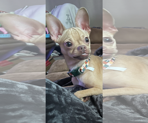 Chihuahua-Unknown Mix Dogs for adoption in Sanford, FL, USA