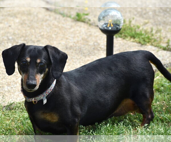 Medium Photo #9 Dachshund Puppy For Sale in Shelbyville, TN, USA