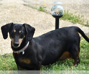 Dixie in TN (looking for a forever foster) - Female Dachshund Dog for Adoption - Photo #9