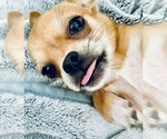 Small #1 Chihuahua