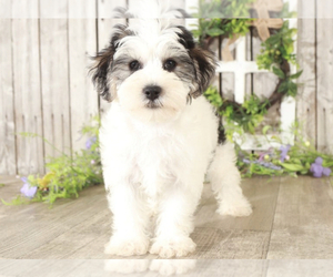 Yo-Chon Puppy for sale in MOUNT VERNON, OH, USA