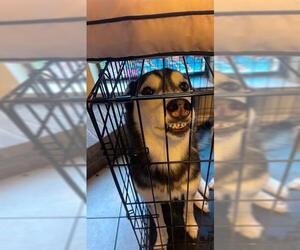 - Mix Dogs for adoption in San Antonio, TX, USA
