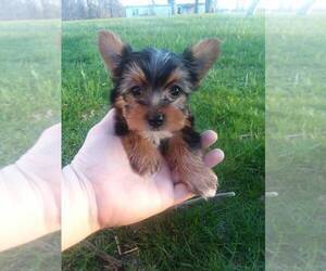 Yorkshire Terrier Puppy for sale in CROSSVILLE, TN, USA