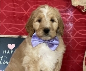 Goldendoodle Puppy for sale in LANCASTER, PA, USA
