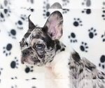 Small Photo #3 French Bulldog Puppy For Sale in HINSDALE, IL, USA