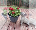 Small Photo #14 French Bulldog Puppy For Sale in KANSAS CITY, MO, USA