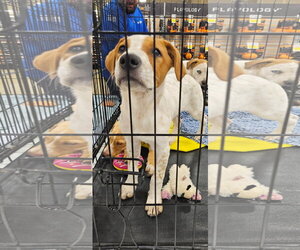 Buddy - Female Catahoula Leopard Dog-Unknown Mix Dog for Adoption - Photo #2