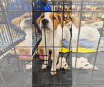 Small Photo #2 Catahoula Leopard Dog-Unknown Mix Puppy For Sale in Brooksville, FL, USA