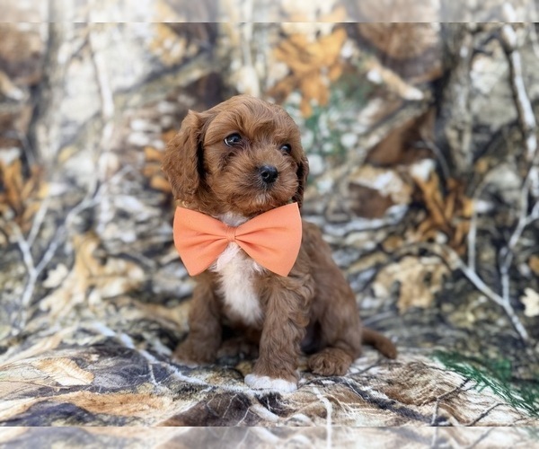 Medium Photo #5 Cavapoo (Miniature) Puppy For Sale in LAKELAND, FL, USA