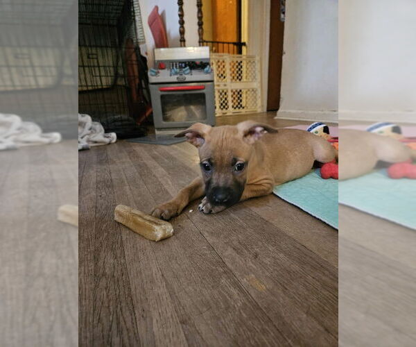 Medium Photo #3 Mutt Puppy For Sale in Wyoming, MI, USA