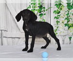 TRACKER - Male Unknown-Weimaraner Mix Dog for Adoption - Small photo