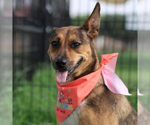 Catahoula Leopard Dog-Unknown Mix Dogs for adoption in San Antonio, TX, USA
