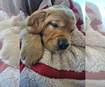 Small Photo #13 Golden Retriever Puppy For Sale in WASECA, MN, USA