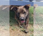 Small Photo #16 Dutch Shepherd -Plott Hound Mix Puppy For Sale in McKinney, TX, USA