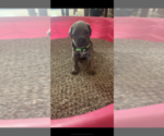 Small Photo #10 Cane Corso Puppy For Sale in ALBUQUERQUE, NM, USA