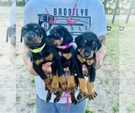 Small Photo #3 Doberman Pinscher Puppy For Sale in INTERLACHEN, FL, USA