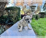 Small Photo #259 French Bulldog Puppy For Sale in HAYWARD, CA, USA