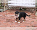 Small Photo #1 Bernese Mountain Dog-Collie Mix Puppy For Sale in SHILOH, OH, USA