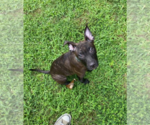Small Photo #8 Staffordshire Bull Terrier-Unknown Mix Puppy For Sale in Holly Springs, NC, USA