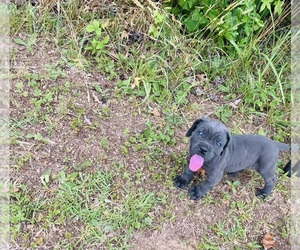 Cane Corso Puppy for sale in GAFFNEY, SC, USA