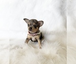 Small #6 Chihuahua