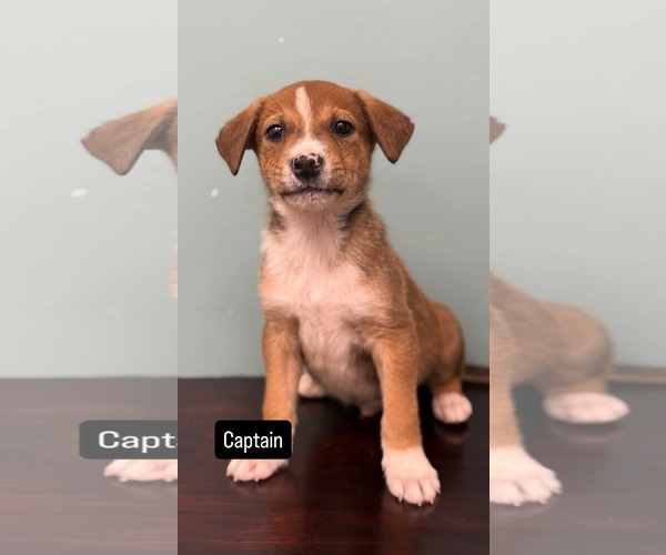 Medium Photo #1 American Pit Bull Terrier-Unknown Mix Puppy For Sale in Duluth, MN, USA