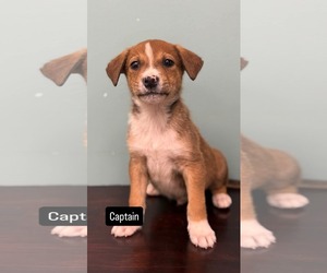 American Pit Bull Terrier-Unknown Mix Dogs for adoption in Duluth, MN, USA