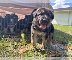 German Shepherd Dog Puppy for sale in PIERSON, FL, USA