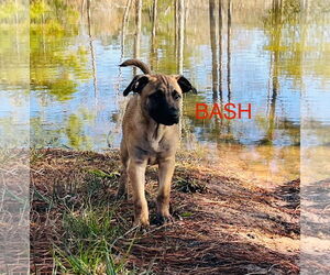 Labrador Retriever-Unknown Mix Dogs for adoption in The Woodlands, TX, USA