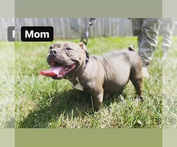 Medium Photo #1 American Bully Mikelands  Puppy For Sale in CHARLOTTE, NC, USA