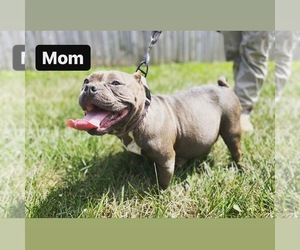 Mother of the American Bully Mikelands  puppies born on 07/12/2021
